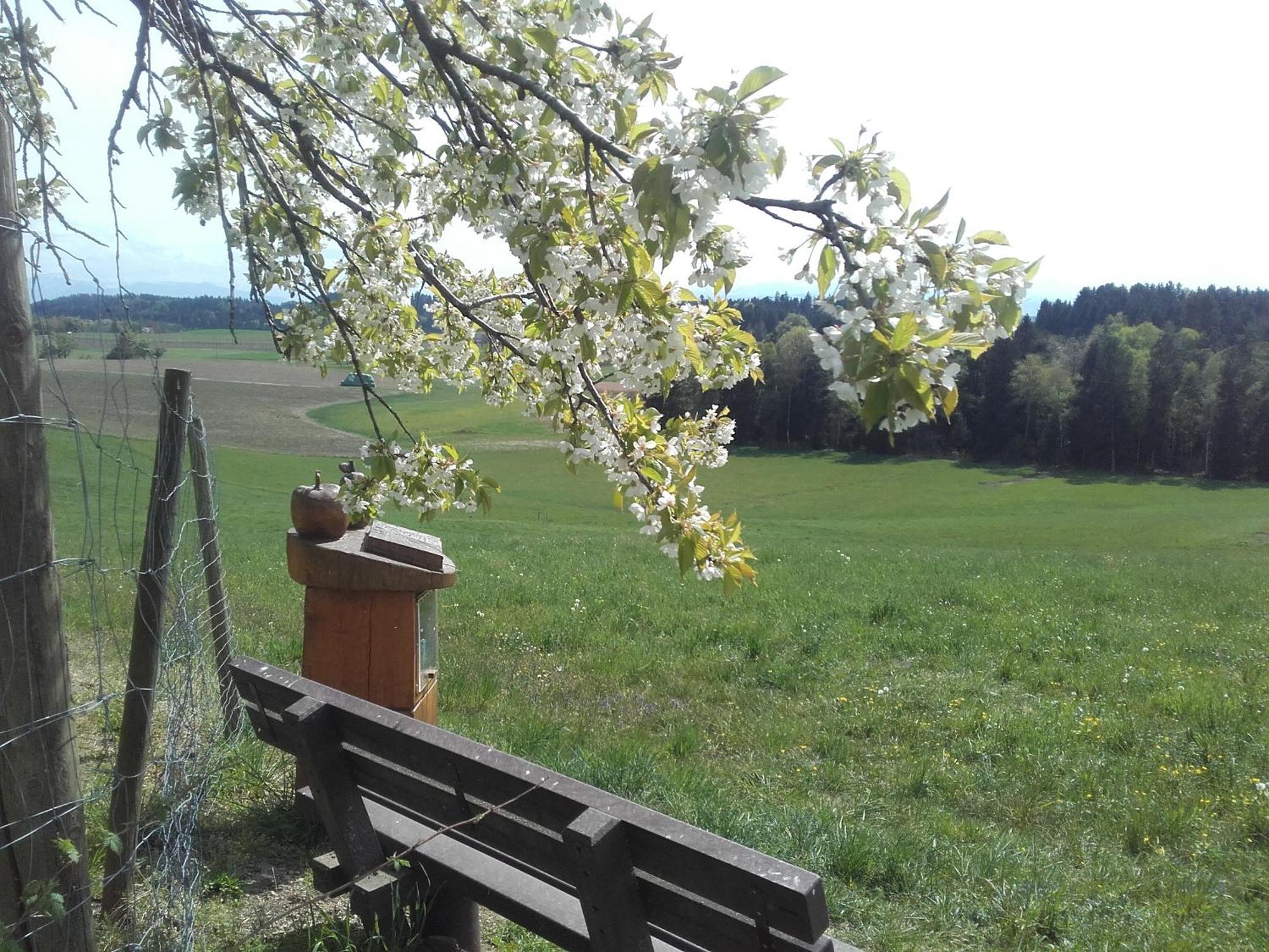Ferienhof Metzler Bodnegg エクステリア 写真