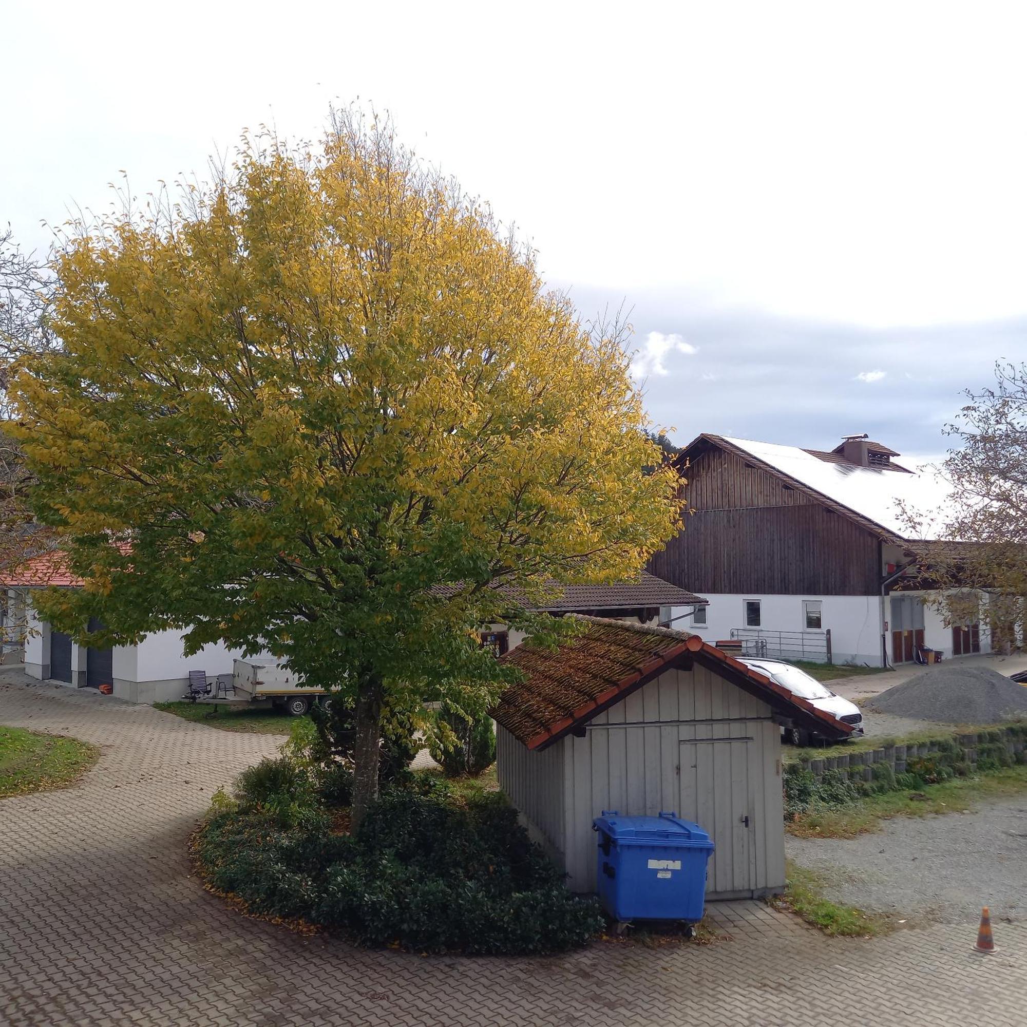 Ferienhof Metzler Bodnegg エクステリア 写真